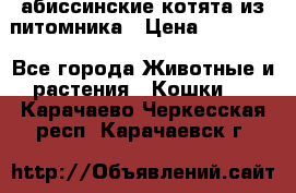 абиссинские котята из питомника › Цена ­ 15 000 - Все города Животные и растения » Кошки   . Карачаево-Черкесская респ.,Карачаевск г.